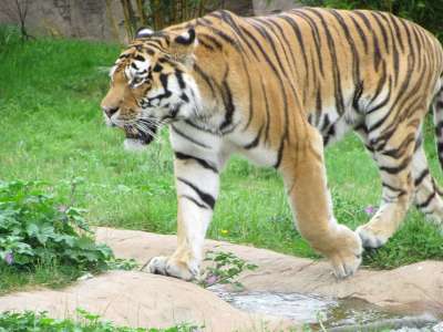 老虎 草 步行 猫 荒野 野生动物 捕食者 食肉动物 动物园