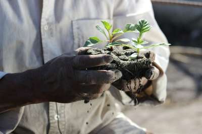 植物 绿色 自然 床单 绿叶 野生植物 自然植物 工厂的方法