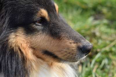 狗 枪口的狗 黑松露 设得兰群岛牧羊犬 眼狗 狗的颜色