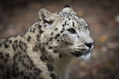 雪豹 豹 大猫 捕食者 猫 自然 食肉动物 雪 动物 哺乳动物