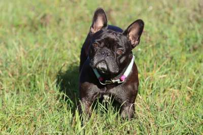 狗 斗牛犬 法国斗牛犬 犬类 国内的 宠物 可爱的 毛皮