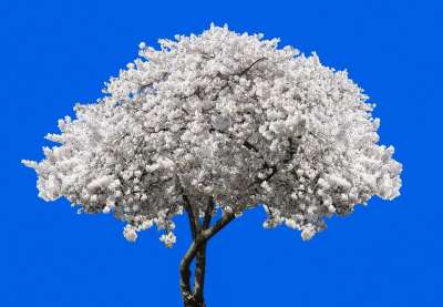 自然 树 开花 樱花 梅花 春天 孤立 日本樱花树 盛开 梅花