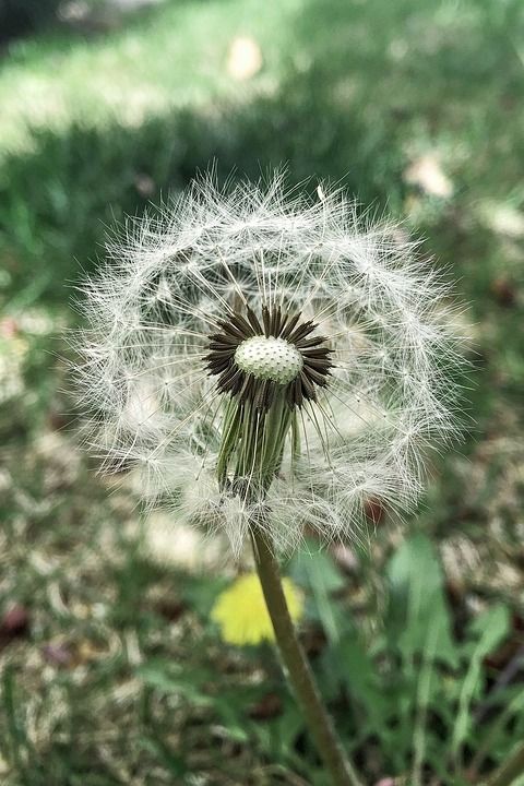 狮子的牙齿 春天 野生动植物群