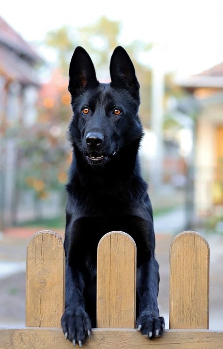 黑的德国牧羊犬 狗 黑色的 犬类 栅栏