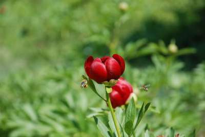 牡丹 花 蜜蜂 Naturepeony 自然 Clo 昆虫 花粉