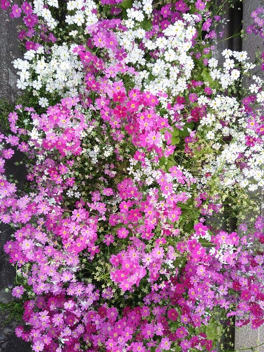 小菊花 樱花 美丽的花朵 春天 花 美丽的鲜花的照片 樱桃花巴库