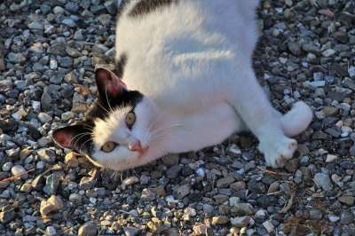 猫 白色的 动物 漂亮 毛皮 甜的 看起来 俏皮 一个有趣的
