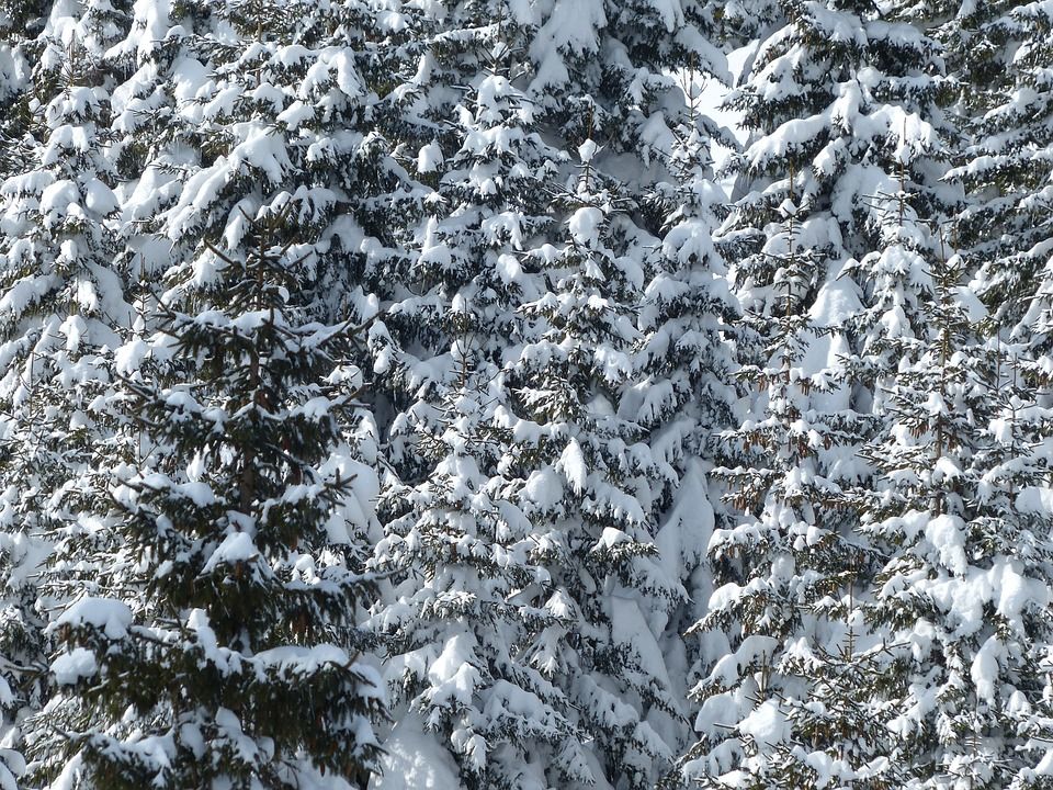 枞树, 树木, 下雪的, 冬天, 雪, 冬季景观, 冬季魔法, 雪魔, 冬梦