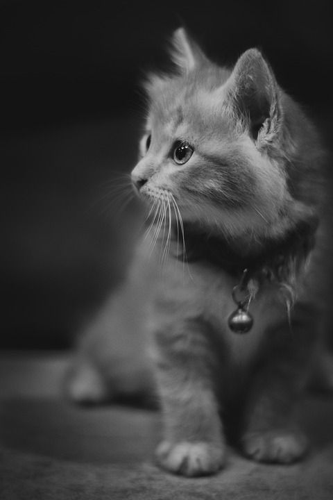 猫, 小猫, 宠物, 动物, 可爱的, 猫科动物, 眼睛, 基蒂, 俏皮的