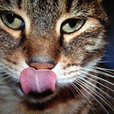 猫 肖像 老虎 舌头 小猫 猫眼 Katzenkopf 猫脸