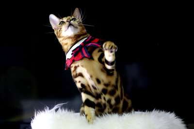猫 孟加拉猫 宝贝猫 动物 孟加拉 宠物 猫的图片 微妙的组合
