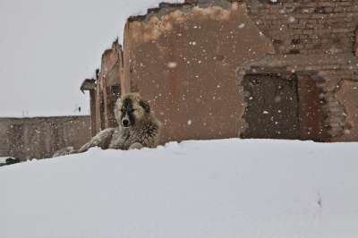 狗 冬天 雪 房子 阿富汗 土坯房 灰狗 灰色的房子 灰色雪