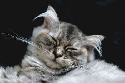 猫 波斯语 可爱的 宠物 动物 小猫 基蒂 猫科动物 蓬松的