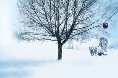 树 雪 虎 白色的老虎 苹果 红苹果 图片