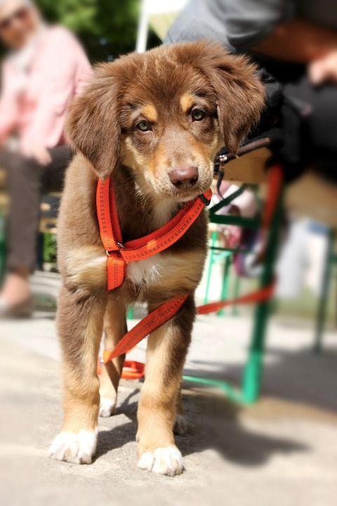 狗 小狗 鼻子 沙哑 毛皮 杂交种 动物 头 蓬松的 狗的头