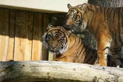 更多的总结 大猫 老虎 捕食者 动物园 哺乳动物 野生动物 危险的