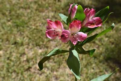 印加百合 植物 花朵 六出花 花瓣 盛开 植物群 自然 特写