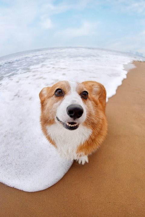 宠物 狗 柯基犬