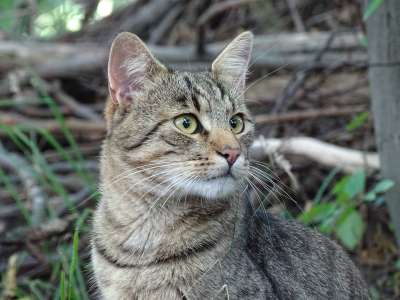 猫 细心 看法 家猫 森林 手表 脸