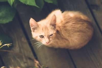 猫 眼睛 受伤 一只眼睛 村庄 疾病 优质的 木制的 户外的