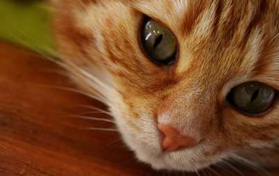 猫 鲭鱼 肖像 乐趣 红色的 大花猫 小猫 红猫 虎猫 家猫