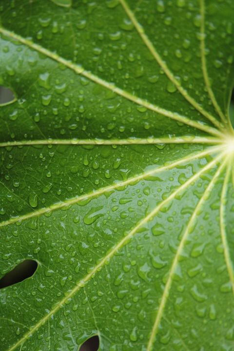 叶子 雨滴 自然 滴 湿的 绿色 夏天 花园 脚石油工厂