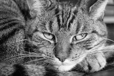 猫 宿醉 老虎 困了