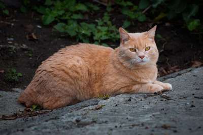 猫 宠物 动物 国内的 猫科动物 哺乳动物 户外