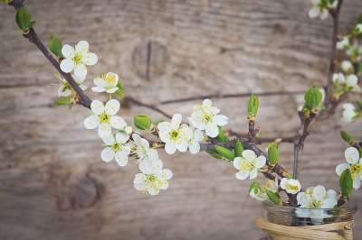 樱花 白色的 开花 白色的花 分行 樱花树枝 花瓶 装饰 木头