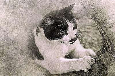猫 宠物 艺术 抽象 优质的 动物 基蒂 艺术的 设计 肖像