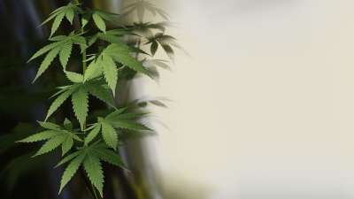 大麻 麻 植物 药品 绿色 麻醉品 草 3D 搅拌机