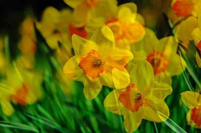 水仙花 花 黄色 自然 春天 盛开 明亮的 阳光明媚 黄水仙