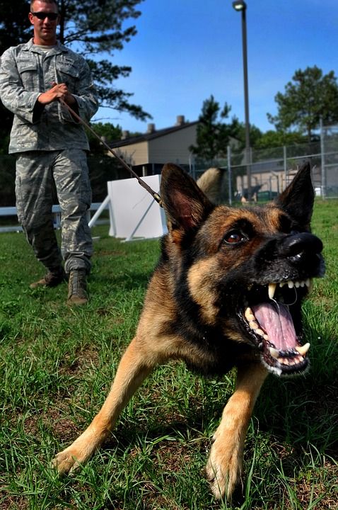 狗 犬类 咆哮 吠 叫声 培训 警报 自然 目睹 男人