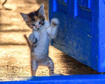 小猫 甜 猫 跳舞 跳跃