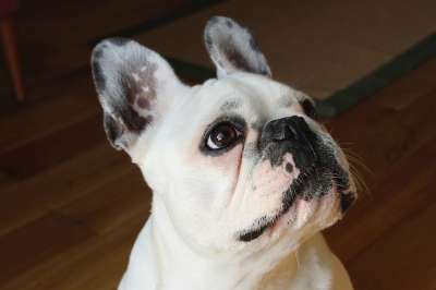法国斗牛犬 狗 犬类 宠物 品种 坐着 动物 可爱的 谱系