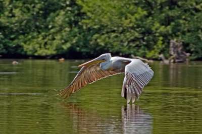 鹈鹕 鸟 Pelecanus Crispus 飞行 飞翔的鸟 水鸟