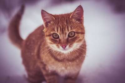 那只猫 雪 玩 薄片 看