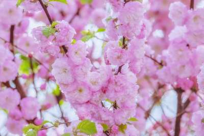 日本樱桃 树 春天 分支 樱花 开花 粉色的 花枝 闻 花