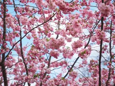 开花 粉色的 树 开花的树 鲜花 日本樱桃 春天 日本樱花