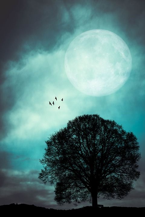 夜晚 月亮 树 满月 景观 自然 月光 轮廓 云 夜空