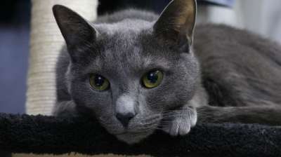 动物 猫 可爱的 哺乳动物 灰色的 宠物 俄罗斯蓝色的