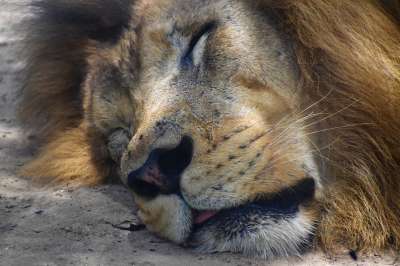 狮子 动物 睡眠 野生动物 野猫 捕食者 哺乳动物 猫科动物