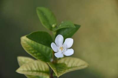 高清壁纸 野花 尖的花 花 白色的 紫色的 春天 植物 夏天