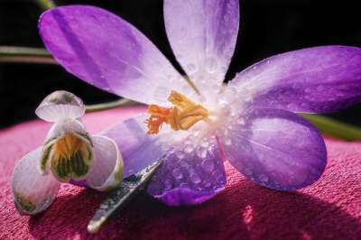 雪花莲 番红花 春天的迹象 春季觉醒 春天的花朵 春天的开始 春天