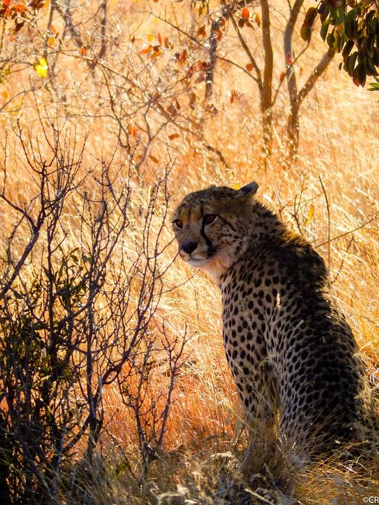 南非 野生动物 性质 摄影野生 野生动物园 猎豹 捕食者