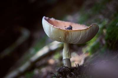 蘑菇 板条 落下 森林 自然 苔藓 森林蘑菇 森林地面 有毒