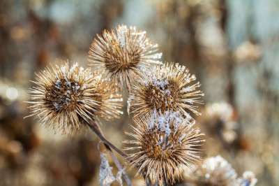 冬天 牛蒡 野生植物 褪色 雪 霜 冻结 冰淇淋 自然 野花