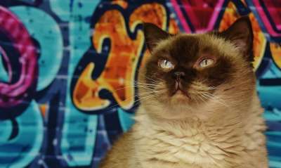 英国短毛猫 纯种 毛皮 猫 野生动物 动物肖像