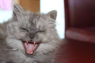 猫 打哈欠 动物 年轻的猫 俏皮的 家畜 猫脸