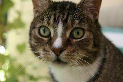 家猫 猫 鲭鱼 Katzenkopf 猫眼 肖像 看法